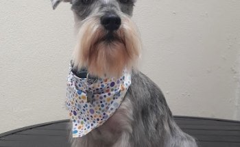 Mascotic Veterinaria