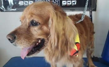 Veterinaria Villas El Colorado