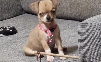 Veterinaria M&M Vet´s