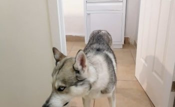 Dante clínica veterinaria