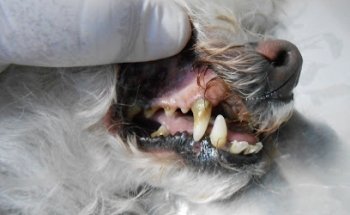 Veterinaria Gamma Dog