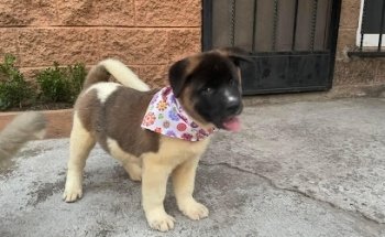 Estética canina y veterinaria PeluDogs