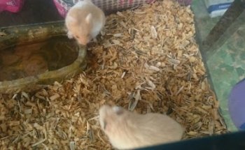 Agroveterinaria El Rancho