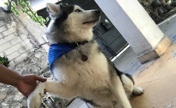 Veterinaria animal sense