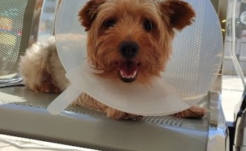 Shepherd Hospital Veterinario