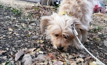 Centro Médico Veterinario Morales