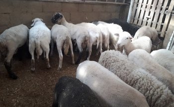 Gallo Colorado Veterinaria