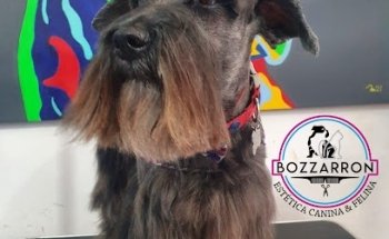Estética Canina y Felina BOZZARRON