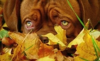 Veterinaria Arca de Noé