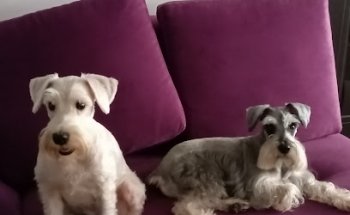 Spa y estética canina Jack.