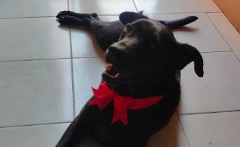 Veterinaria pro-pets