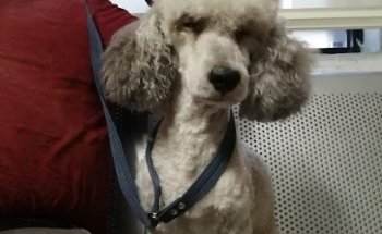 Clínica de Especialidades Veterinarias