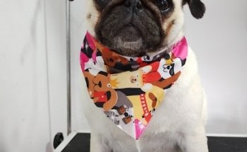 Veterinaria Animalandia