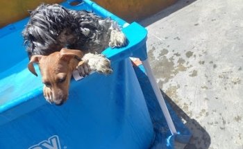 VETERINARIA HAPPY PAWS