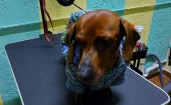 Servicios Veterinarios 