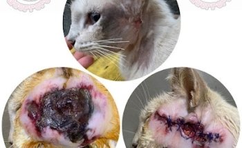 Veterinaria Guerrero