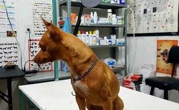 Veterinaria Huellitas