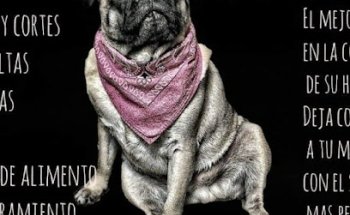 Veterinaria Naumanni Pets