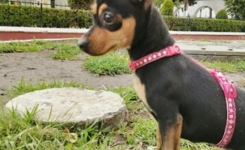 Centro Veterinario Xul