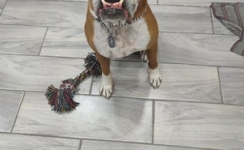 Veterinaria & Estética Vezoo