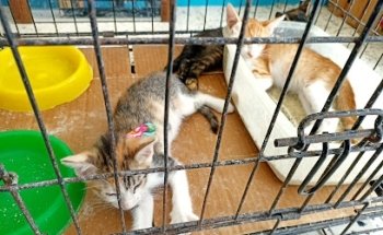 Clinica Veterinaria Tuxpets