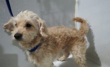 Veterinaria San Lorenzo