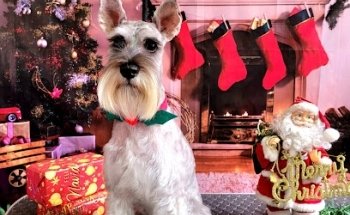 GOVET Veterinaria & Grooming