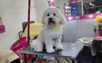 Fashion Pets SpaCanino