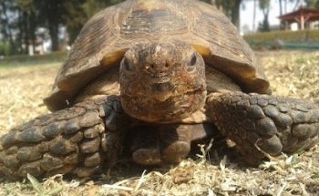 Centro Veterinario El Druida