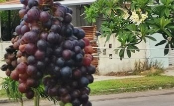 Martin Sansores Agustina Eugenia Del Sagr