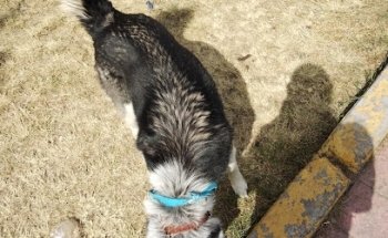 Neith Clínica Veterinaria