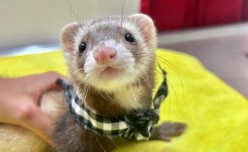 Veterinaria Dra Porras - Veterinaria para animales exóticos