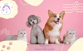 Centro Médico Veterinario (CeMeVet) 