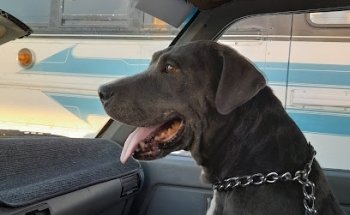 Consultorio Veterinario Samaniego