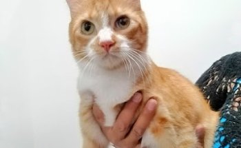 Leyva Servicios Veterinarios