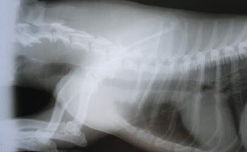 Hospital Veterinario De Pequeñas Especies Los Angeles