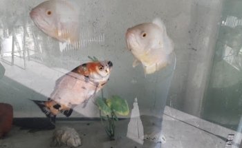 Servicios Médicos Veterinarios