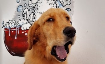 Chiguagua Veterinaria