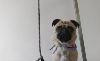 CABOD - SERVICIOS VETERINARIOS