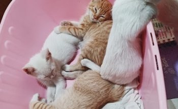 Consultorio Veterinario Balú