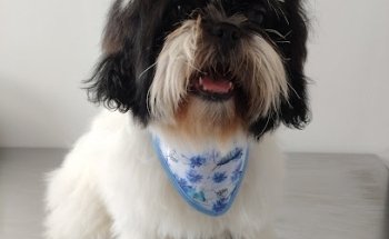 Pet's Joy Veterinaria