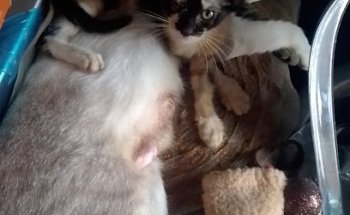 Veterinaria Dr. Paco solis