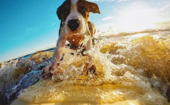 Clínica Veterinaria Hernández