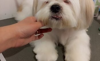 Consultorio Veterinario 