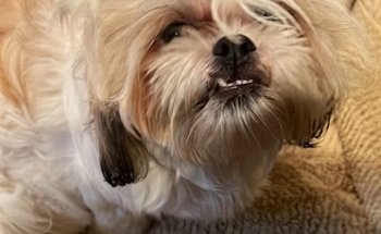 Centro Veterinario DurAnG