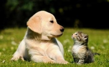 Dr. Cota Veterinario