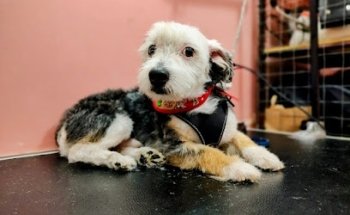 Wow Meow - Pet Grooming & Vet