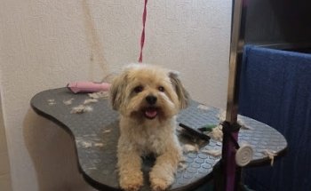 Tuning my dog veterinaria y estetica canina