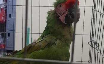 Pet's Home Clínica Veterinaria