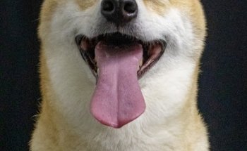 Inuvet Clínica veterinaria